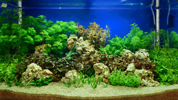 CO2 acquario ecologico