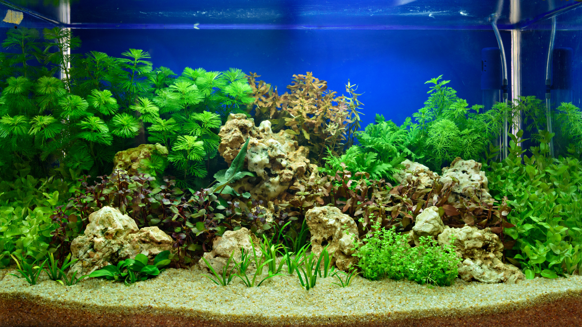 CO2 acquario ecologico